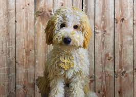 A £300 deposit is required via my website to reserve your puppy it is non refundable. 13 Reasons Labradoodles Are So Expensive And Worth It Doodle Tips