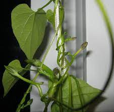 I like the buds in this photo, too. Morning Glory Minding My P S With Q