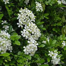 Image result for Murraya paniculata