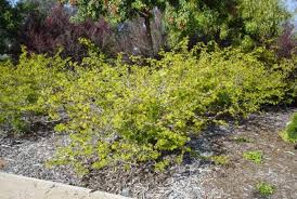 Image result for Calliandra tweedii