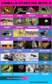Animals That Start With O Useful List Of 24 Animals Starting With O Visual Dictionary Animals Name In English Visual Dictionary Animals