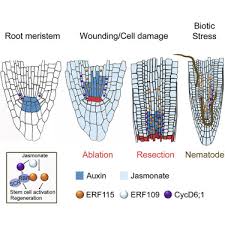 An editorial innovation of the plant cell, one of the most trusted names in plant biology. A Jasmonate Signaling Network Activates Root Stem Cells And Promotes Regeneration Sciencedirect