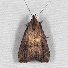 Image result for Disperis sp. nov. aff. macowanii
