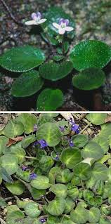 Image result for Saintpauliopsis