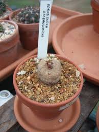 Image result for Monadenium pedunculatum
