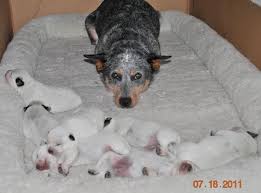 Black And White Cattle Dog Long Hair Australian Cattle Dog Puppies Heeler Puppies Austrailian Cattle Dog Australian Cattle Dog Puppy