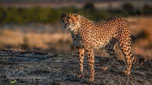 Animal Wildlife Wildlifephotography Cute Love Pet Safari Different Love Peace Animallover Animals Animal Photography Wild Animals Photography