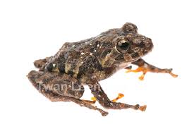 Image result for Pristimantis nankints