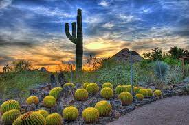 Phoenix Botanical Garden Google Images Desert Botanical Garden Desert Botanical Garden Phoenix Most Beautiful Gardens
