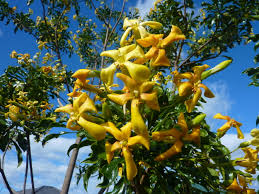 Image result for Hymenosporum