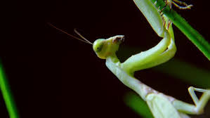 Maybe you would like to learn more about one of these? A Female Praying Mantis During A Night Hunt A Soft Closeup Shot Of A Vietnamese Praying Mantis By Gemelstock