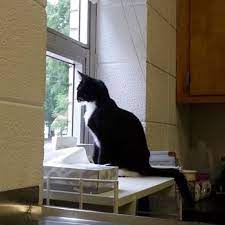 All Creatures Pet Hospital - Veterinarians - 902 W Kearney St Springfield Mo - Phone Number