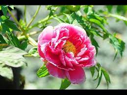 Camellia Flower Meaning In Telugu Best Flower Wallpaper