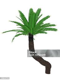 Image result for Encephalartos aplanatus