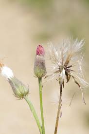 Image result for Crepis newii