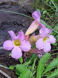 Image result for Psammotropha myriantha