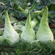 Rare German Heirloom Cabbage Fall Garden Vegetables Heirloom Vegetables Winter Plants