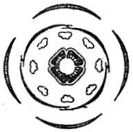 Image result for Erica lanceolifera