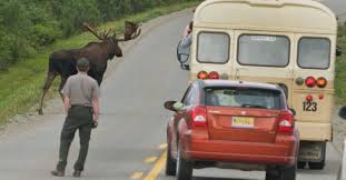 In an effort to preserve the fragile ecosystem of denali national park and preserve, the national park service has limited access on park road for private vehicles. Narrated Tour Buses In Denali National Park Alaska Org