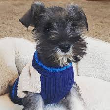 Check out our puppy finder! Fernweh Miniature Schnauzers Miniature Schnauzer Puppies Home Facebook