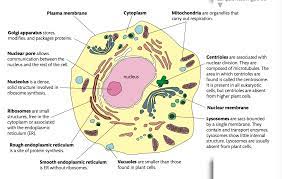 These enzymes are used for the metabolic breakdown of fatty acids into simple sugar forms. C1 2 Ultrastructure Of Cells Flashcards Quizlet