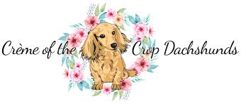 All of our puppies are akc registered. English Cream Miniature Dachshund Puppies Creme Of The Crop Dachshunds Breeder Franklin Texas