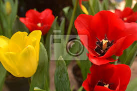 More images for tulipanes de colores » Tulipanes Naturales De Diferentes Colores Blanco Rojo Y Amarillo Fototapete Fototapeten Farbenreich Sommer Weiss Myloview De