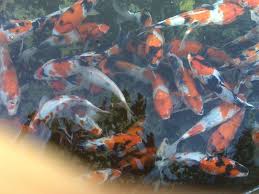 Cara Budidaya Ikan Koi Di Aquarium Air Tawar Ikan