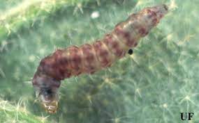 Tomato pinworms are infectious only to solenaceous plants and not to humans. Tomato Pinworm Keiferia Lycopersicella Walshingham