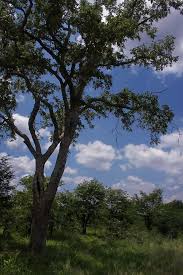 Image result for Xeroderris