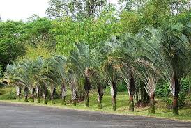 Image result for Dypsis decaryi