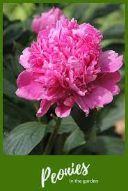 Pin On Pink Flowers For The Garden