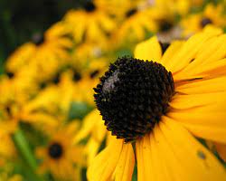 Maybe you would like to learn more about one of these? Michigan Native Flowers The Michigan Landscape Blog