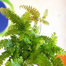 Image result for Adiantum hispidulum