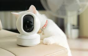Thinking of buying a pet cam? | Animal Wellness Magazine