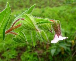 Image result for Trichodesma