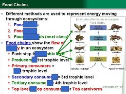 Food chain found in terrestrial habitat. Food Chains Webs Https Www Youtube Comwatch V0