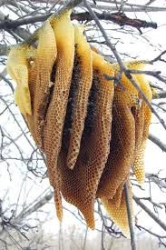 Ufunk Net Abeille Apiculture Abeille Miel