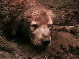 Homeward bound services, llc regularly donates services to local charities and special events. I M Still Not Over Shadow S Almost Death In Homeward Bound Ew Com