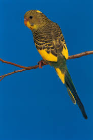 How To Hand Rear Budgies Animals Mom Com
