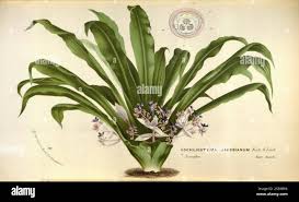 Image result for Dewevrella