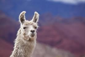 Looking online i only found this. 6 Things To Know About Pet Llamas And Alpacas Getting A Llama As A Pet