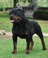 Pin By Sedat Beyaz On Can Rottweiler Lovers Rottweiler Breeders Rottweiler