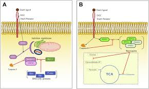 Check spelling or type a new query. Apoptosis A Mammalian Cell Bioprocessing Perspective Sciencedirect
