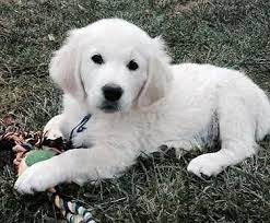 Around 22 inches tall and weighing anywhere between 55 and 75lb. Akc English Cream Golden Retriever Puppies For Sale In Dallas Oregon Classified Americanlisted Com