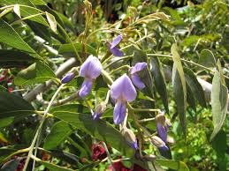 Image result for Bolusanthus speciosus