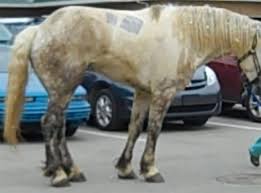 It is perfect for breeding horses. Neuromuscular Diseases Related To Vitamin E College Of Veterinary Medicine At Msu