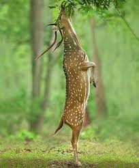 Deer And Tree Animal Printables Animals Animals Beautiful