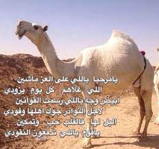 كلام حلو عن الابل تغريدات عن جمال الابل الإبداع الفضائي