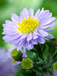 Image result for Aster